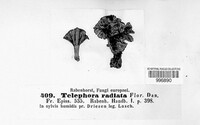 Thelephora radiata image